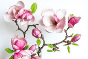 Fototapeta magnolia, kwiat, różowy, wiosna, close-up