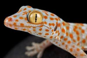 Fototapeta tokaj, gad, lizzard, zwierzęcy, nadrzewny