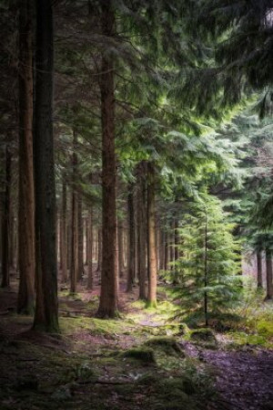 Fototapeta krajobraz, podróżować, świeży, roślina, tło