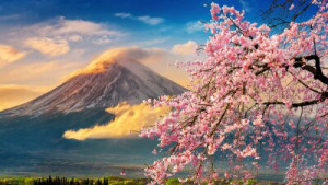 Fototapeta sakura, Azja, tło, piękny, kwitnąć