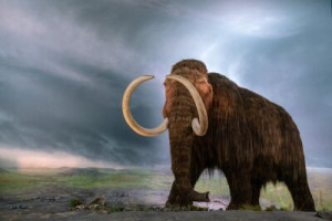 Fototapeta mamut, wełnisty, słoń, zwierzęcy, Epoka lodowcowa