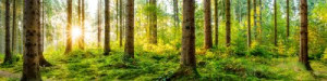 Fototapeta tło, charakter, zielony, las, panoramiczne