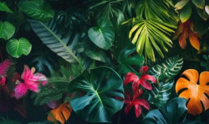 Fototapeta listowie, tropikach, monstera, ogród, tropikalny