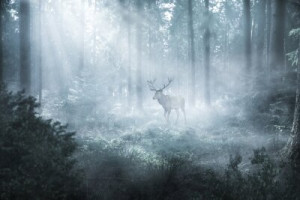 Fototapeta Zwierzęta jeleń, mgła, jesień, ruja, zwierzęcy