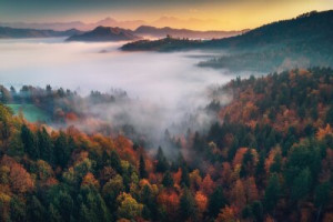 Fototapeta Las we mgle Słowenia, st, mgła, podróżować, antena