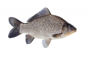 Fototapeta karp, wędkarstwo, ryba, woda, jezioro