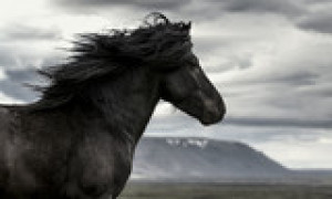 Fototapeta koń, Islandia, islandzki, dziki, przyrody