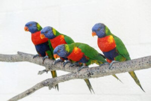 Fototapeta papuga, lorikeet, tropikalny, razem, flock
