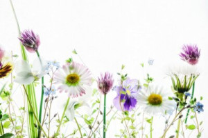 Fototapeta Kwiaty różowy, charakter, lato, odizolowany, biały
