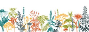 Fototapeta botaniczny, rumianek, kolekcja, ważka, rysunek