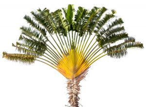 Fototapeta Madagaskar, flora, cut-out, białe tło, wał