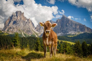 Fototapeta krowa, zwierzęcy, trawa, góra, gospodarstwo
