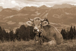 Fototapeta krowa, alpen, lato, montować, krajobraz