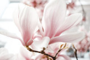 Fototapeta kwiat, różowy, magnolia, wiosna, charakter