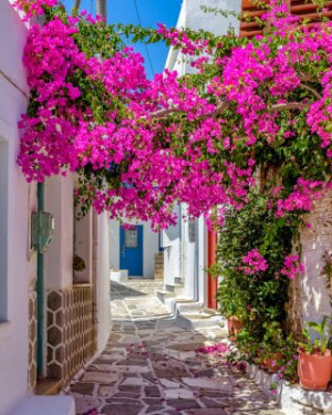 Fototapeta Grecja, Paros, bugenwilli, cyclade, światło dzienne