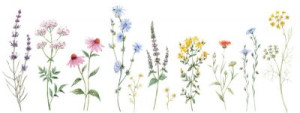 Fototapeta zestaw, koper, cykoria, echinacea, święty