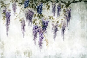 Fototapeta Kwiaty kwitnący, wisteria, purpurowy, szary, teksturowane
