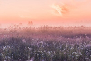 Fototapeta Łąka łąka, kwiatowy, kwiat, trawa, zielony