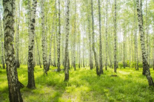 Fototapeta Las brzozowy, las, lato, wiosna, biały