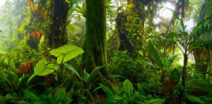 Fototapeta Rainforest, raj, Kostaryka, Ameryka Środkowa, środowisko