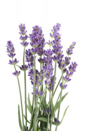 Fototapeta flora, odizolowany, piękny, purpurowy, naturalny