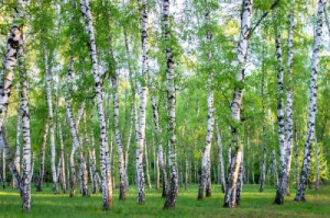 Fototapeta Las drzewo, brzozowy, tułów, las, gaj