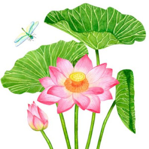 Fototapeta lotos, akwarela, lilia, ilustracja, clipart