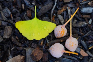 Fototapeta ginkgo, liść, żółty, drzewo, roślina