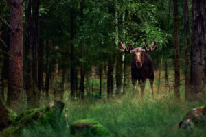 Fototapeta łoś, niebezpieczny, Szwecja, podróżować, 1