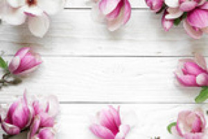 Fototapeta kwiat, wiosna, magnolia, twórczy, ramka