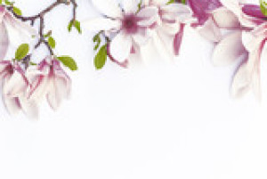 Fototapeta magnolia, kwiat, kwiatowy, flora, kwitnący