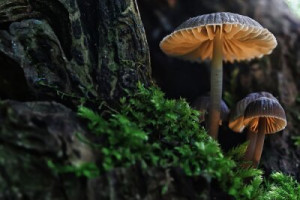 Fototapeta grzyb, roślina, grzybicze, dziki, charakter