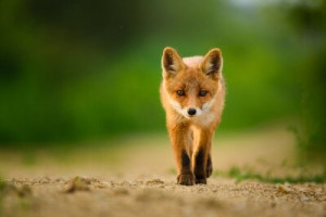 Fototapeta lis, vulpes, Zwierzę, red fox, młody