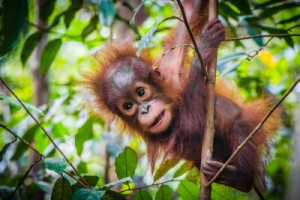 Fototapeta osoba, dziki, kochanie, zagrożonych, borneo