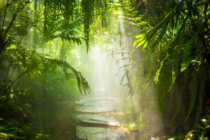 Fototapeta Rainforest, drzewo, mgła, charakter, amazonka