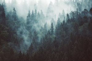 Fototapeta Las we mgle las, mgła, podróżować, góra, krajobraz