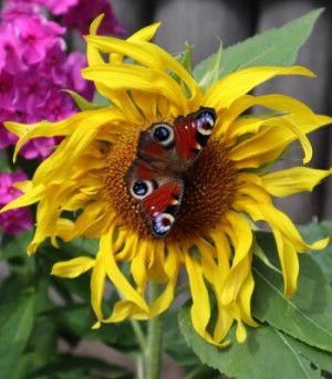 Fototapeta motyl, kwiat, owad, charakter, lato