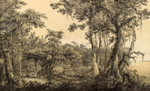 Fototapeta Rainforest, tropikalny, drewno, las, dżungla