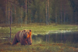 Fototapeta Zwierzęta drewno, tło, brązowy, charakter, lato