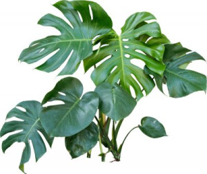 Fototapeta Philodendron, monstera, roślina, liść, listowie