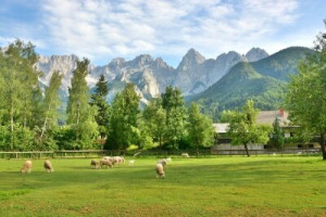 Fototapeta charakter, zwierzęcy, zielony, naturalny, owca