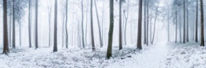 Fototapeta las, zima, zimowy krajobraz, śnieg, krajobraz
