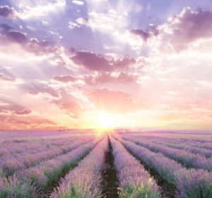 Fototapeta Lawenda lavandula, pole, lato, niebo, rolnictwo