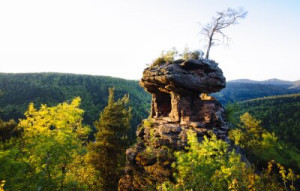 Fototapeta drewno, charakter, naturalny, las, zaokrąglić
