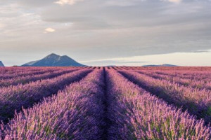 Fototapeta zapierający dech, sceneria, Francja, provence, lavandula