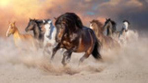 Fototapeta koń, pustynia, arabski, biały, galop