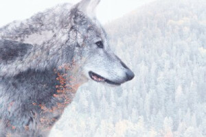 Fototapeta wilk, las, zwierzęcy, podwójna ekspozycja, charakter