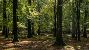 Fototapeta las, drzewo, charakter, krajobraz, jesień