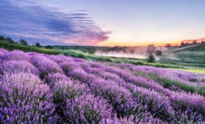 Fototapeta lavandula, medycyny alternatywnej, antyseptyczny, aromatera