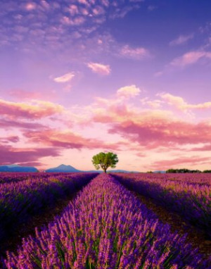 Fototapeta lavandula, pole, krajobraz, Francja, provence